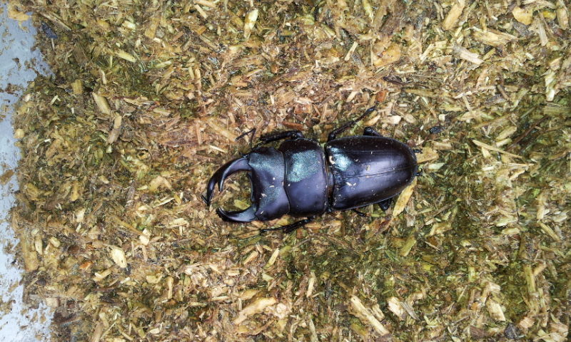 オオクワガタ 京都 亀岡産 採取 記録: クワガタの取り方 カブトムシの取り方 育て方